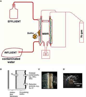 Hydrogenotrophic Microbial Reduction of Oxyanions With the Membrane Biofilm Reactor